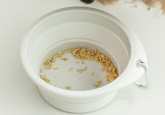Plats portatifs de chien de voyage de cuvette pliante d'animal familier arrondis par silicone
